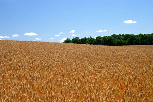 Weizenfeld – Foto