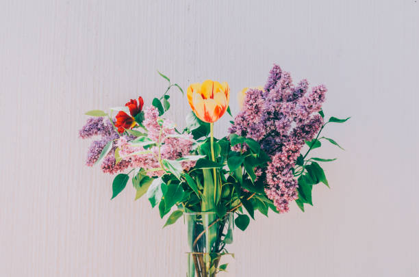 istock Home Green Plant 906575078