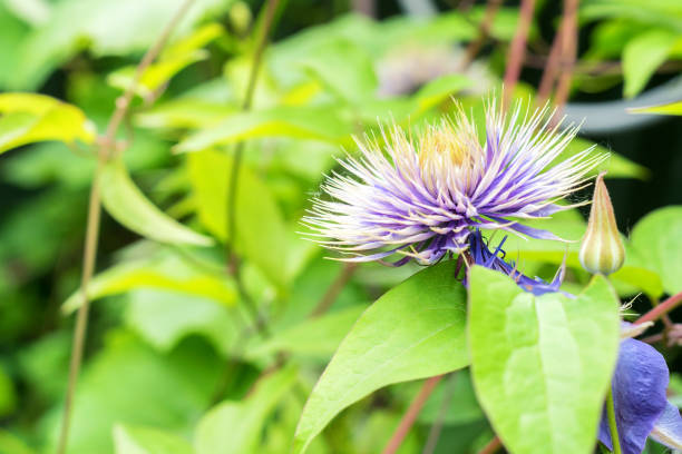 istock Close up beautiful flowering Clematis Jackmanii 906575244