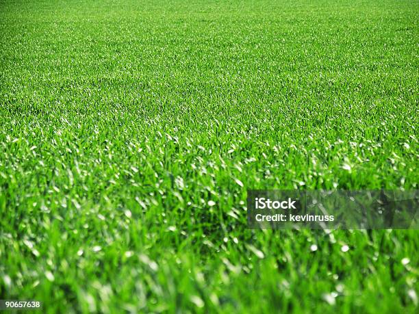 鮮やかなグリーンの芝生 - まぶしいのストックフォトや画像を多数ご用意 - まぶしい, オレゴン州, カラー画像