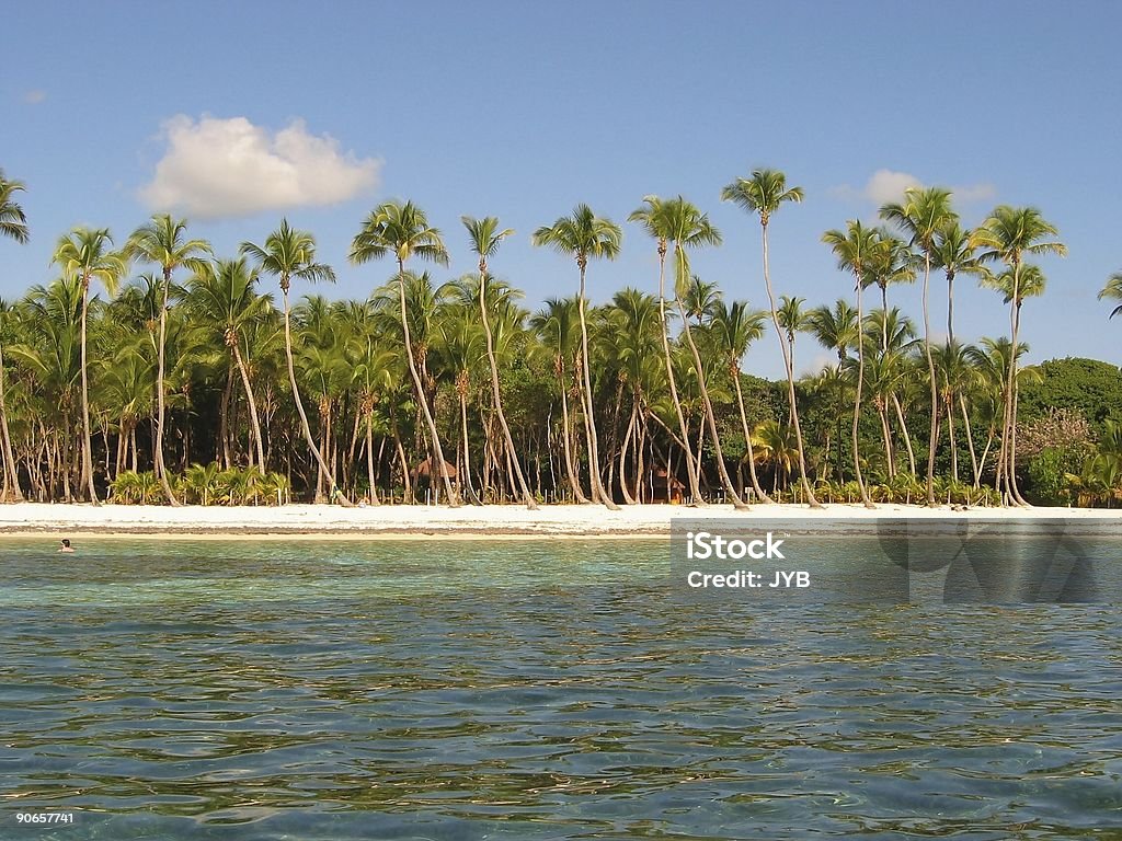 Classique de coconut beach - Photo de Arbre libre de droits