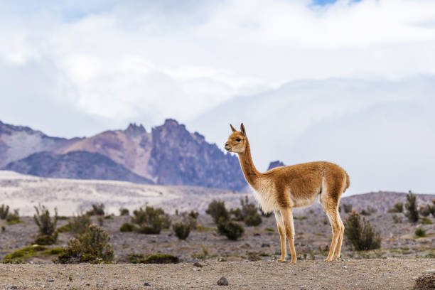 istock Vicuna grazing in the Andean moors 906577812
