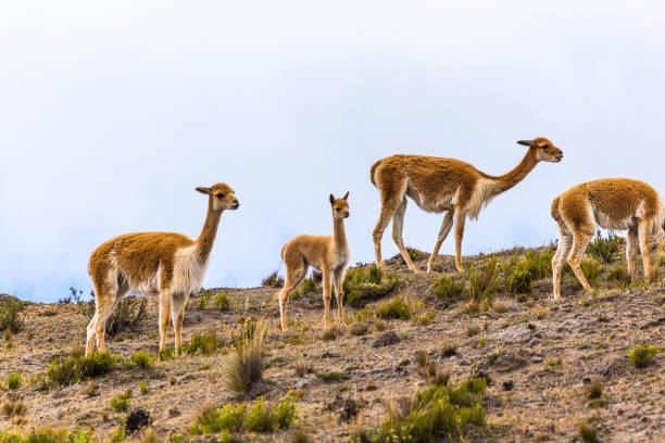 istock Small group of vicunas 906577864