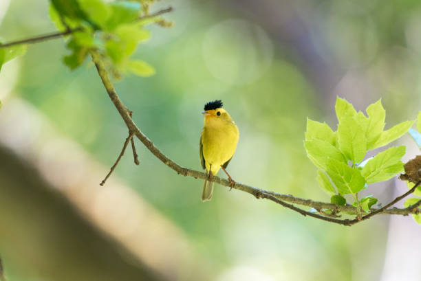istock Male Wilson's Warbler Bird Perched on Tree Branch 906577872