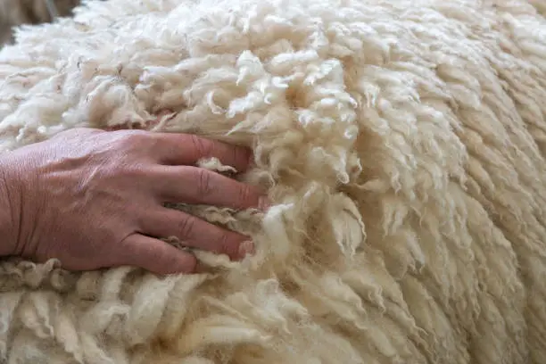 Man's hand on back of merino sheep