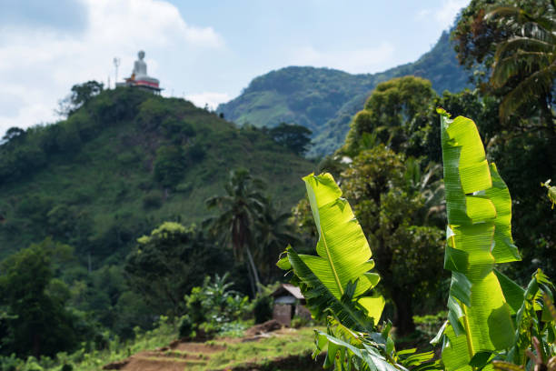 istock Scenic view of Srilankan mountain forest 906578308