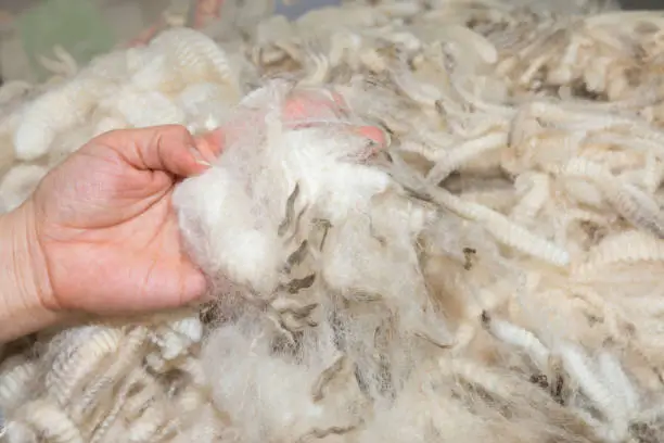 High quality merino wool in woman's hand