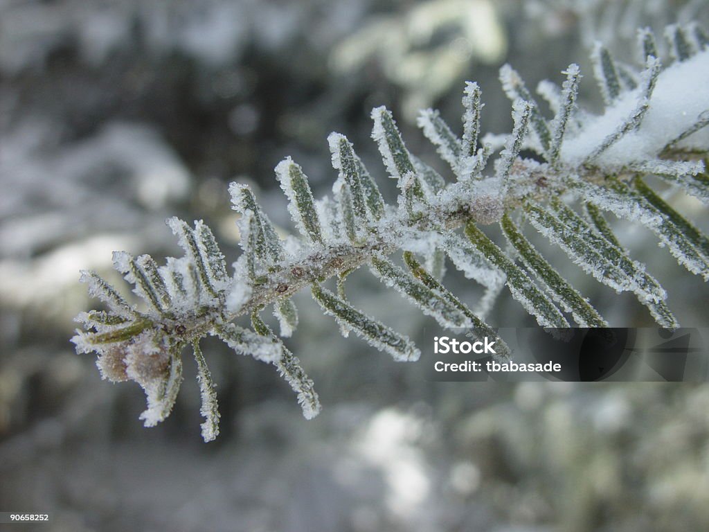 Frosty Pino - Foto stock royalty-free di Abete