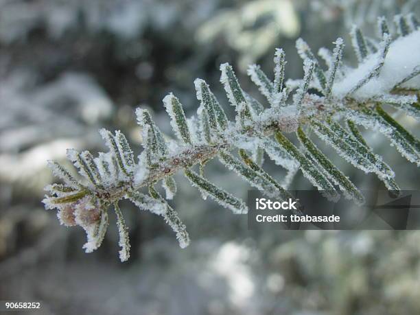 Foto de Frosty Pinho e mais fotos de stock de Branco - Branco, Congelado, Cristal de Gelo