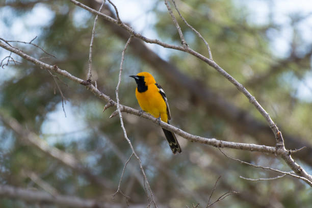 istock Male Hooded Oriole Bird Perched on Tree Branch 906583234