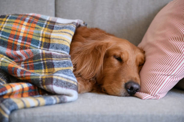 istock Golden retriever sleeping on the couch 906583290