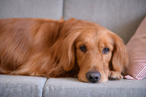 istock Golden retriever sleeping on the couch 906583296