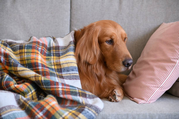 istock Golden retriever sleeping on the couch 906583314