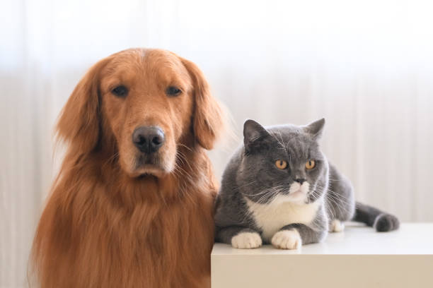 istock Golden retriever and British short hair cat 906583326