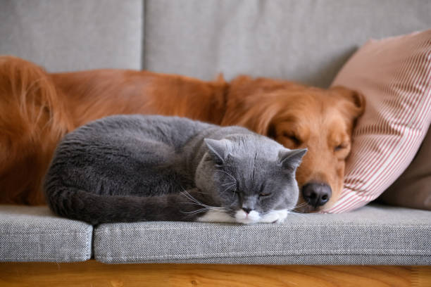 golden retriever dorme con il gatto - inglese a pelo lungo foto e immagini stock