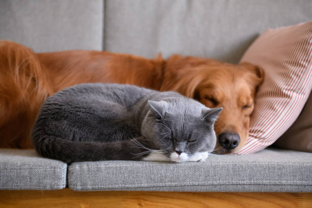 Golden Retriever sleeps with the cat Golden Retriever sleeps with the cat british longhair stock pictures, royalty-free photos & images