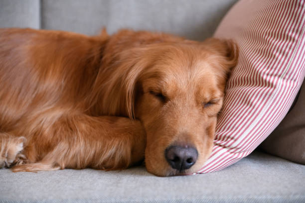 istock Golden retriever sleeping on the couch 906583346