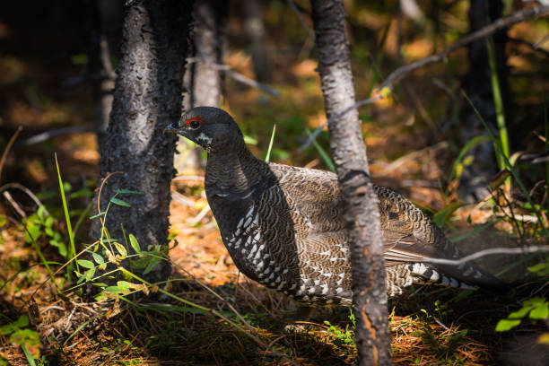 spruce grouse - grouse spruce tree bird camouflage - fotografias e filmes do acervo