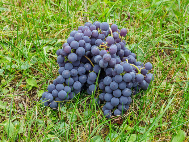 istock Broken bunches of red grapes lie on a green lawn. 906583568