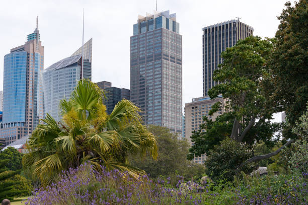 istock Sydney skyline with lush tropical trees on foreground 906585866