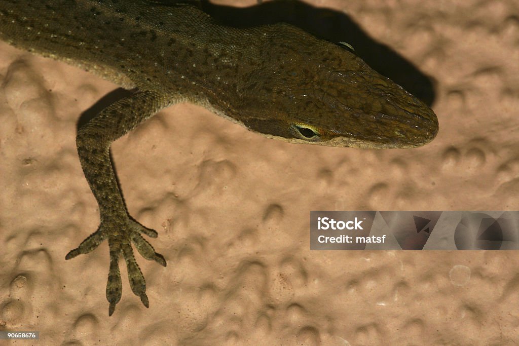 Posando lizard#5 - Foto de stock de Animal royalty-free