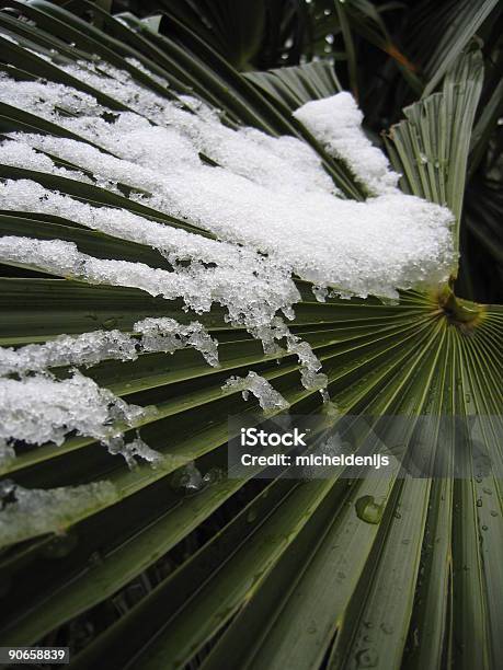 Folha De Árvore De Palma Com Neveweather Forecast - Fotografias de stock e mais imagens de A nevar - A nevar, Abaixo, Branco