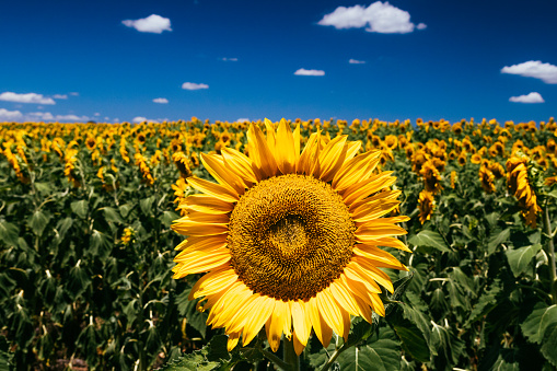 Sunflowers in a field