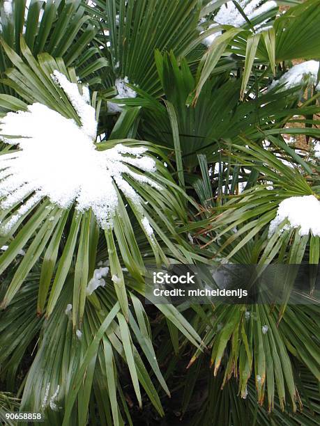 팜형 나무 잎 인공눈 눈-냉동상태의 물에 대한 스톡 사진 및 기타 이미지 - 눈-냉동상태의 물, 야자 나무 - Arecales, 0