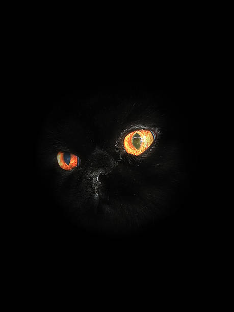 istock Black cat in the dark room 90658915