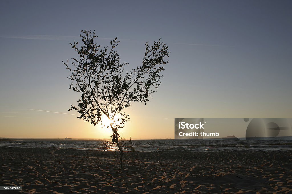 Árbol solitario al atardecer#2 - Foto de stock de Aire libre libre de derechos
