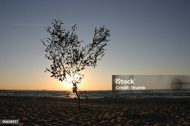 Árbol Solitario Al Atardecer2 Foto de stock y más banco de imágenes de Aire libre - Aire libre, Amanecer, Ambiente atmosférico