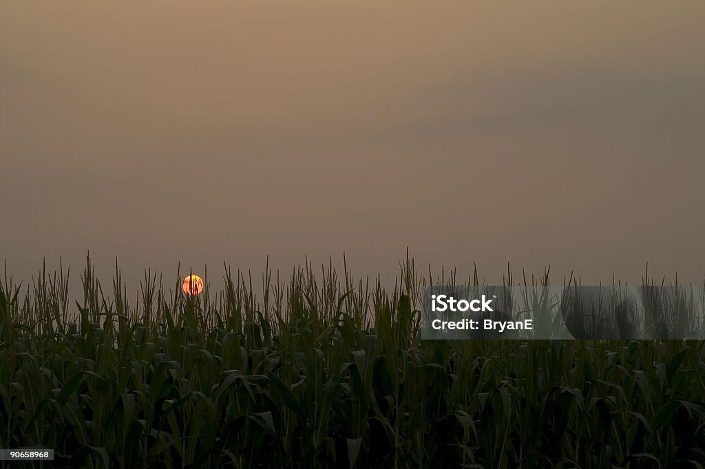 Sonnenuntergang in Maisfeld - Lizenzfrei Feld Stock-Foto