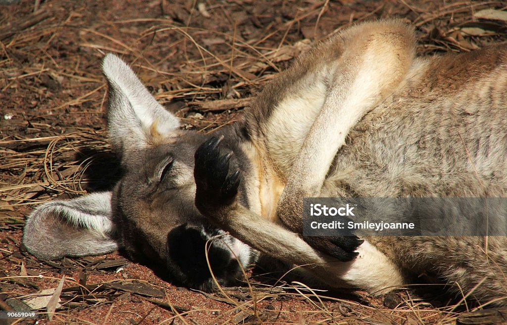 Animal-Kangaroo - Foto de stock de Acostado libre de derechos