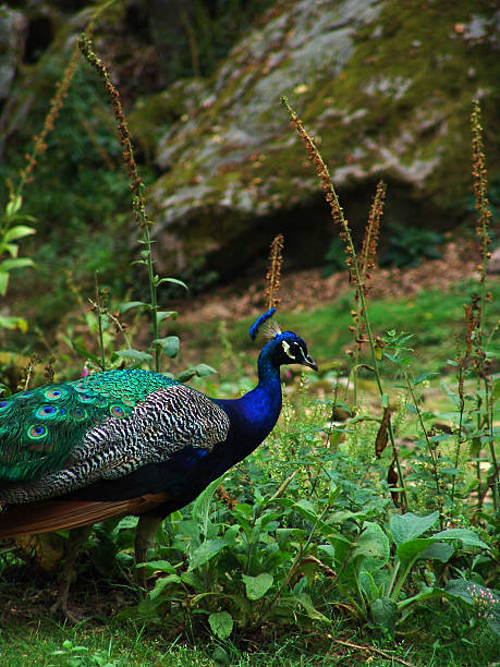 Pavo real. - foto de stock