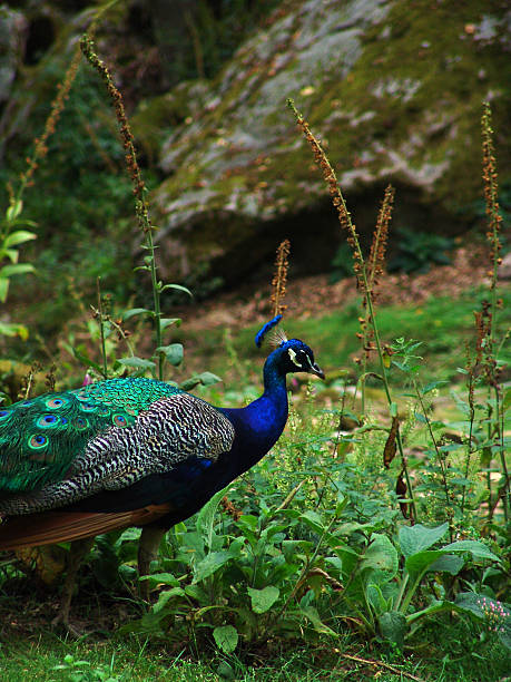 Peacock . stock photo