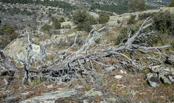 Dead and fallen Juniper tree Dead and fallen Juniper tree (Juniperus oxycedrus) in La Cabrera Range, Guadarrama Mountains, Madrid, Spain juniperus oxycedrus stock pictures, royalty-free photos & images