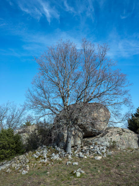 istock Montpellier Maple, Acer monspessulanum 906591494