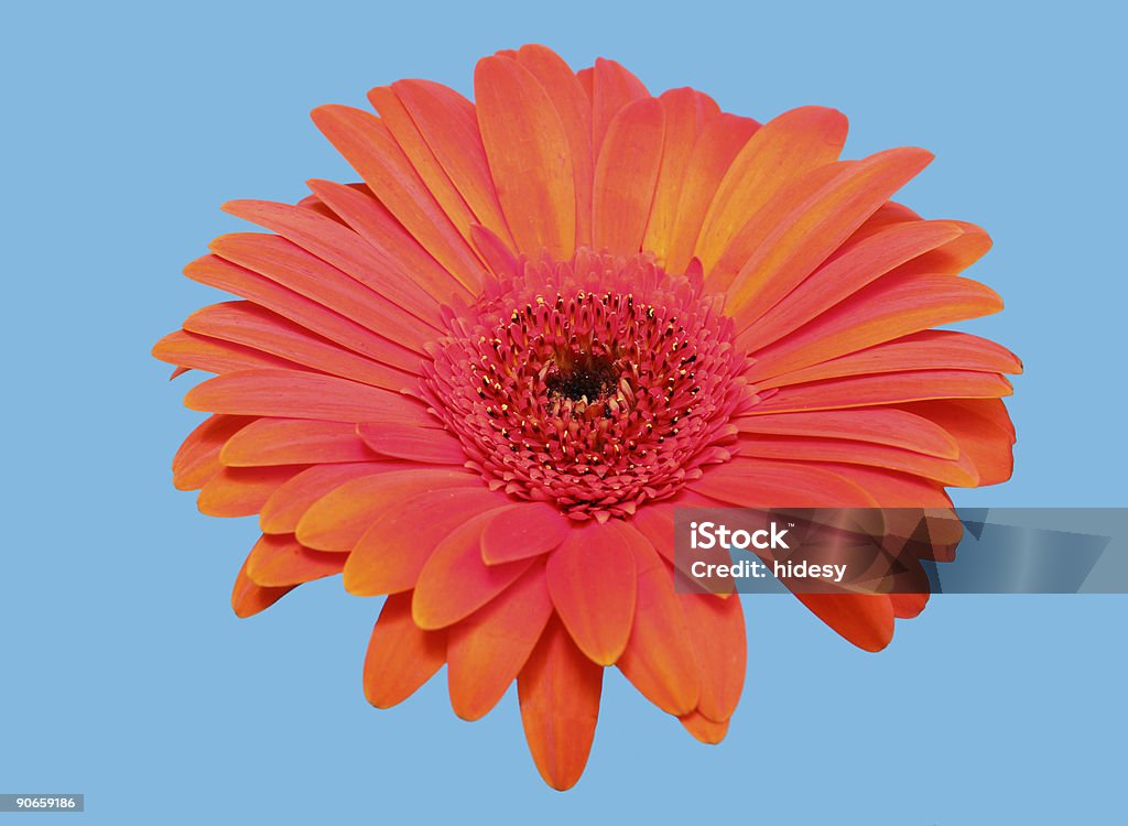 Gerbera sur bleu - Photo de Gerbera libre de droits