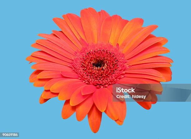 Photo libre de droit de Gerbera Sur Bleu banque d'images et plus d'images libres de droit de Gerbera - Gerbera, Objet ou sujet détouré, Arbre en fleurs