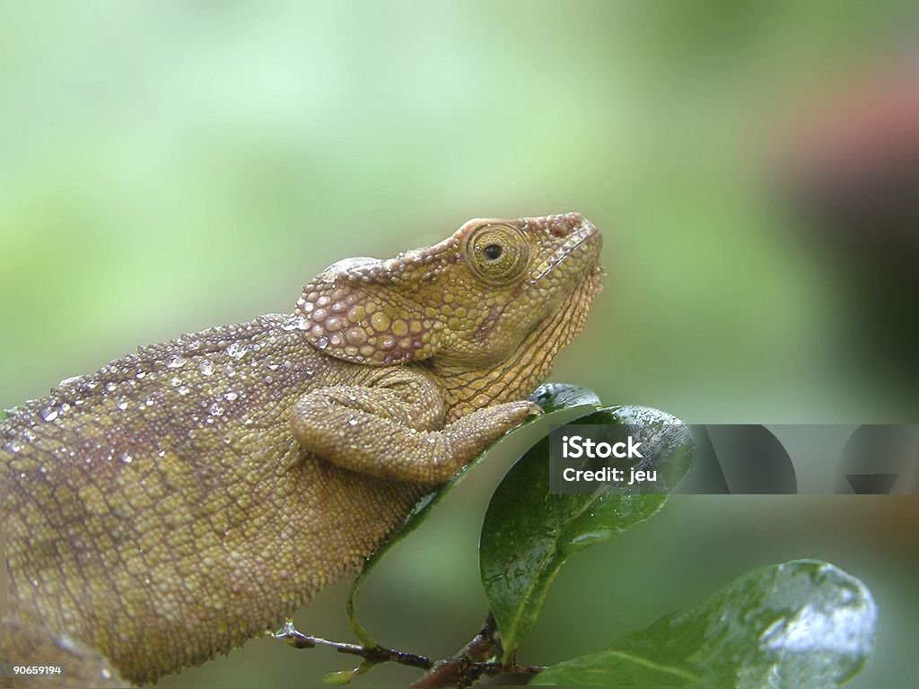 Caméléon - Photo de Agripper libre de droits