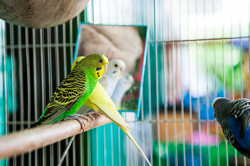 Budgerigar on the cage. Budgie parakeet in birdcage.Parrot
