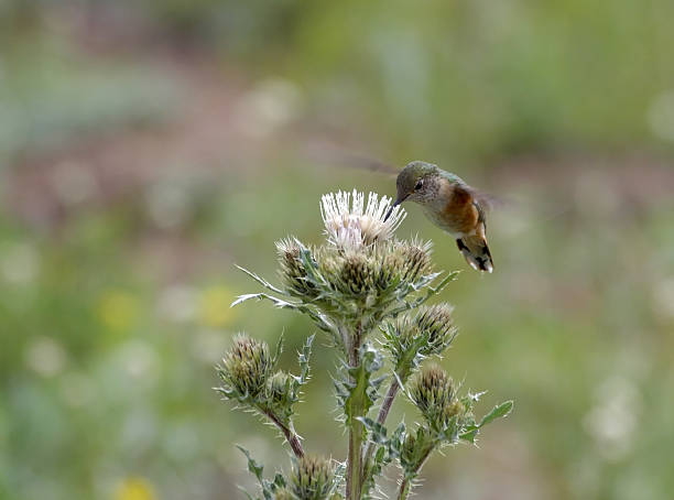 Calliope Hummingbird  colorado rocky mountain national park lake mountain stock pictures, royalty-free photos & images