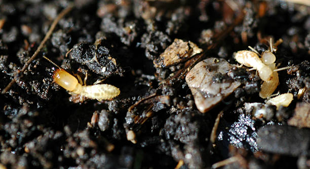 istock Pacific Coast termite, Zootermopsis angusticollis 90659892