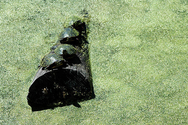 painted turtles Chrysemys picta on log Painted turtles, Chrysemys picta, lined up on a log floating in a duckweed covered bog. Michigan. coahuilan red eared turtle stock pictures, royalty-free photos & images