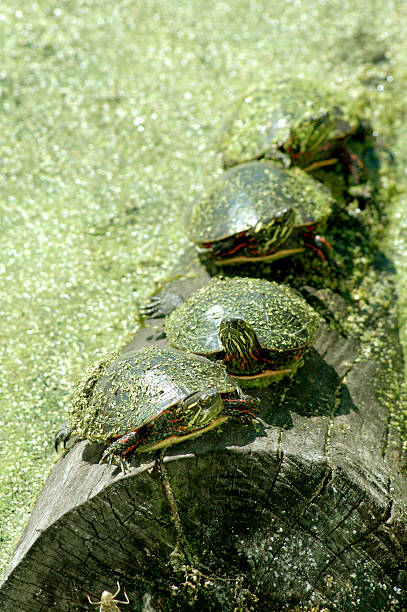 The turtles depicted in the picture are Red-eared sliders also called by its scientific name Trachemys scripta elegans, belong to the family Emididae. The four turtles are shown lounging on a log. The picture is a monochrome color of green. Green from their shell, the grass, and the moss.