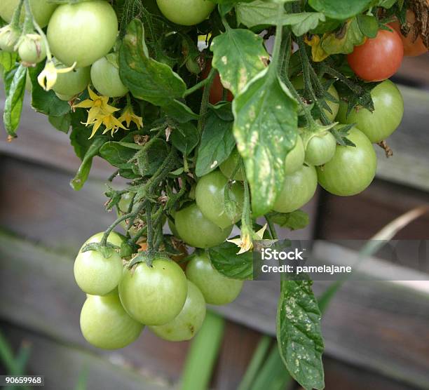 토마토 성장하는 0명에 대한 스톡 사진 및 기타 이미지 - 0명, 개체 그룹, 과일