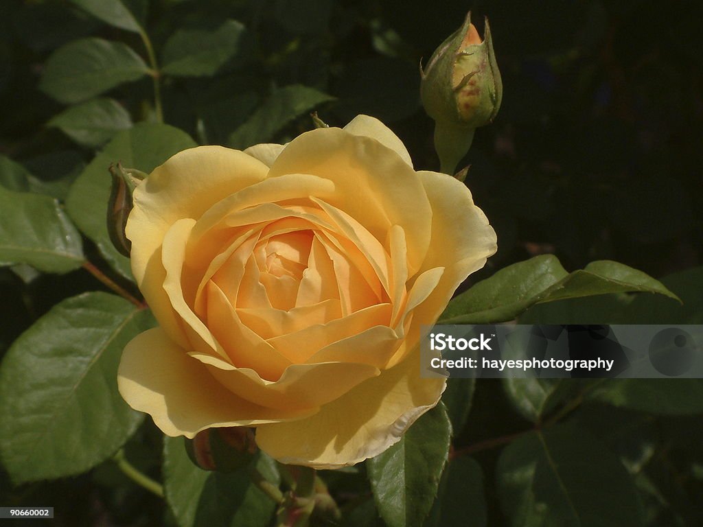 Melocotón Rose - Foto de stock de Aire libre libre de derechos