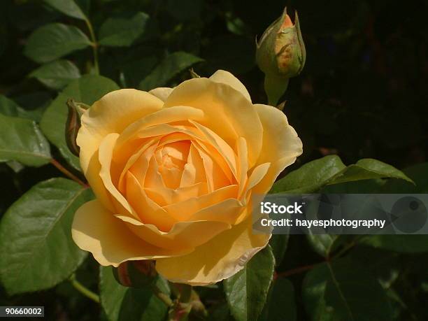 Brzoskwinia Rose - zdjęcia stockowe i więcej obrazów Bez ludzi - Bez ludzi, Brzoskwinia - Owoc, Fotografika