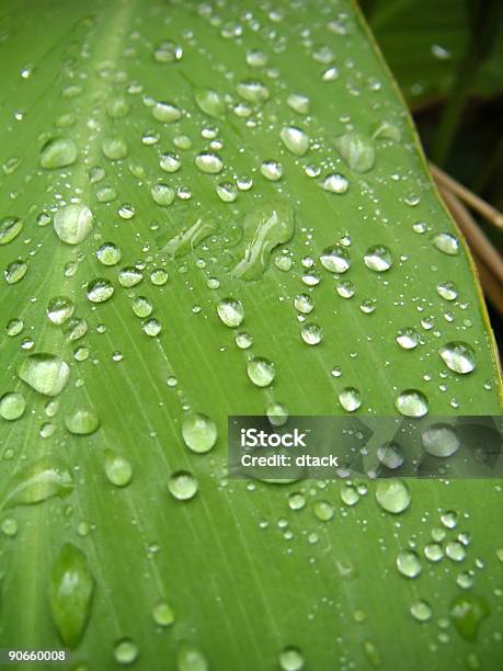 Tropfen Auf Blatt Stockfoto und mehr Bilder von Blatt - Pflanzenbestandteile - Blatt - Pflanzenbestandteile, Bunt - Farbton, Farbbild