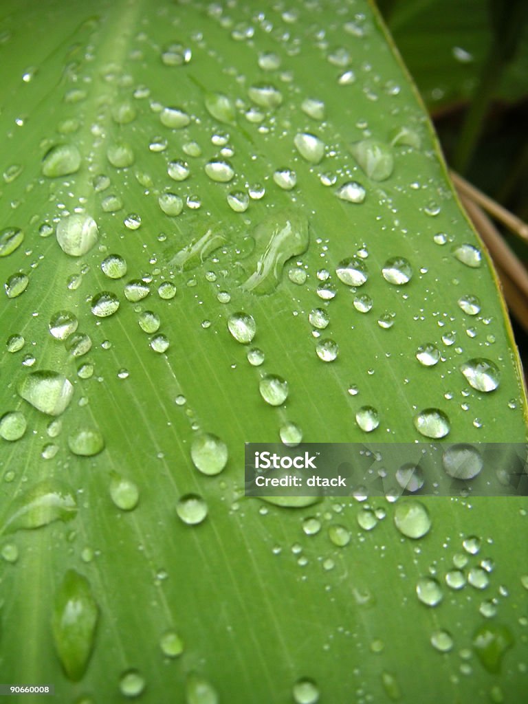 Gotas en hoja - Foto de stock de Agua libre de derechos